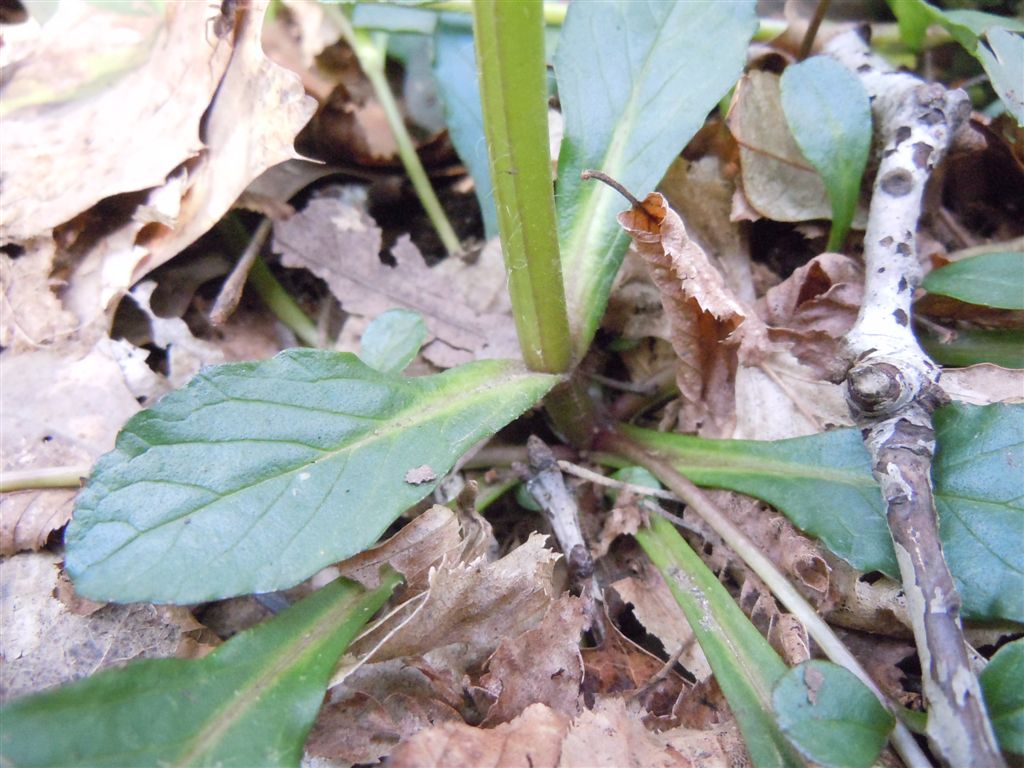 Ajuga reptans